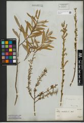 Foto von Salix purpurea L.